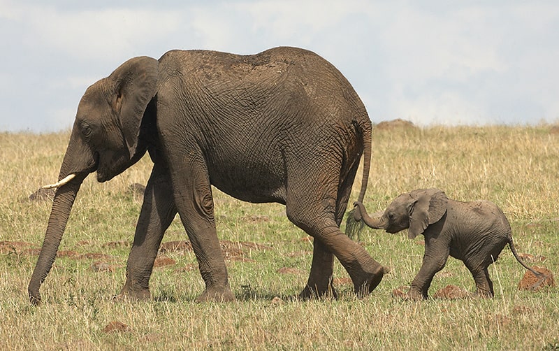 baby-elephant-protect-wildlife